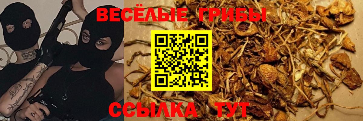 Галлюциногенные грибы Psilocybe  Псилоцибиновые грибы Psilocybine cubensis  Вход с VPN  Междуреченск 